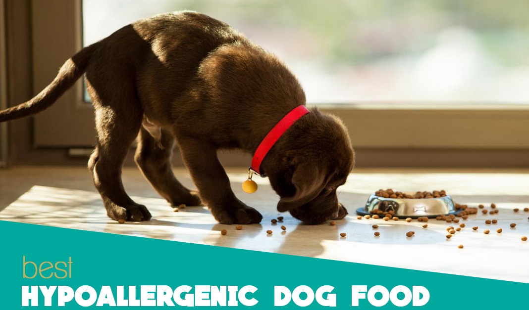 Hypoallergenic Dog Food